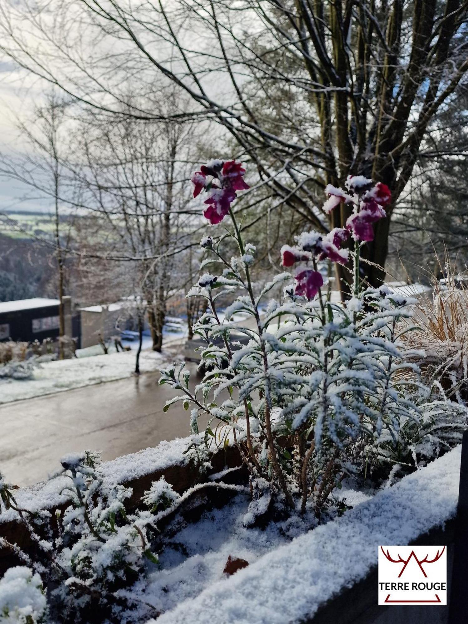 Terre Rouge - Terrasses de Malmedy Chalet 40 Eksteriør billede